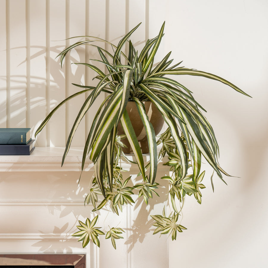 Scottish Everlastings 36cm Artificial Spider Plant in Rustic Pot - main product image