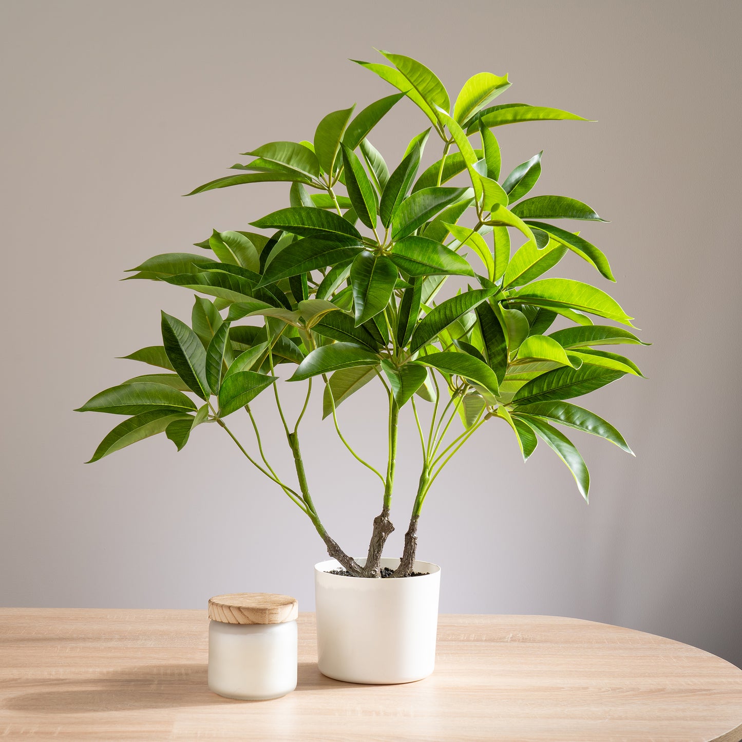Scottish Everlastings Artificial 60cm Real Touch Schefflera / Umbrella Plant In White Pot - main product image