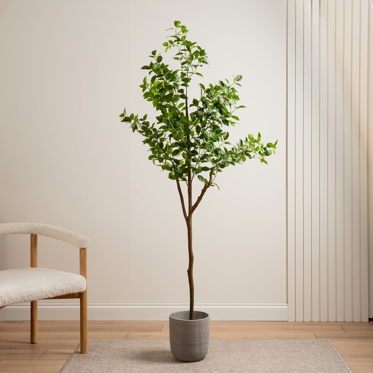 Scottish Everlastings Artificial 180cm Real Touch Ficus Tree - main product image